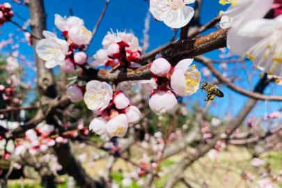 Salihli’de sert çekirdekli meyveler için ‘Monilya’ uyarısı