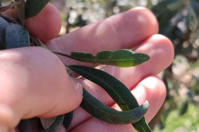 Salihli’de zeytin üreticilerine halkalı leke uyarısı