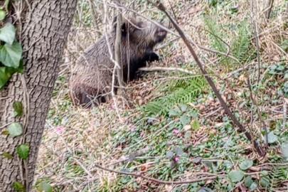 Samsun’da avcıların sezon finali: 3 domuz avlandı