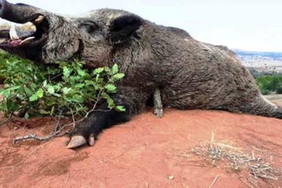 Samsun’da avlanma pulundan 5 milyon TL gelir