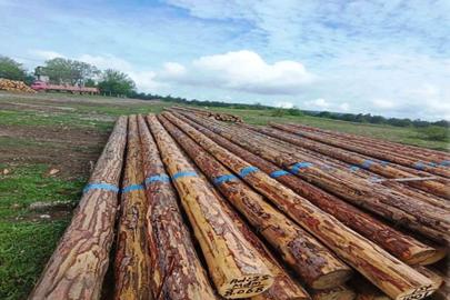 Samsun’da orman üretiminden 1,7 milyar TL katkı