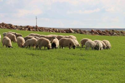 Şanlıurfa’da beyaz örtü yerini yeşil örtüye bıraktı, çiftçi ve besicinin yüzü güldü