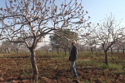 Şanlıurfa’da yoğun kar yağışları çiftçinin yüzünü güldürdü