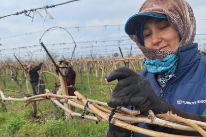 Sarıgöl Ovası’ndaki bağlarda hummalı çalışma