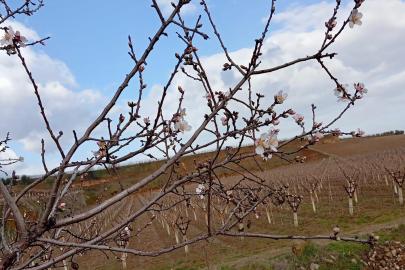 Sarıgöl’de badem ağaçları çiçek açtı