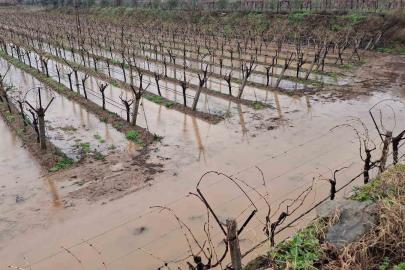 Sarıgöl’de bereketli yağmurlar yüzleri güldürdü