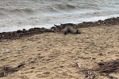 Sarımsaklı sahiline kadın cesedi vurdu