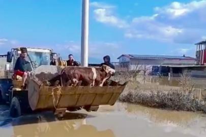 Selde mahsur kalan inekler boğulmaktan kurtarıldı