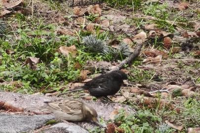 Serçe sürüsünün arasında gördüler, ismini ’Kömür’ koydular