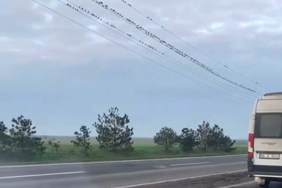 Sığırcıkların erken bahar provası