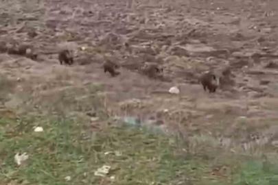 Siirt’te domuz sürüsü görüntülendi
