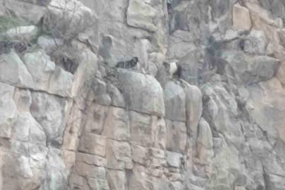 Siirt’te kayalıklarda 4 gündür mahsur kalan 2 keçi kurtarıldı