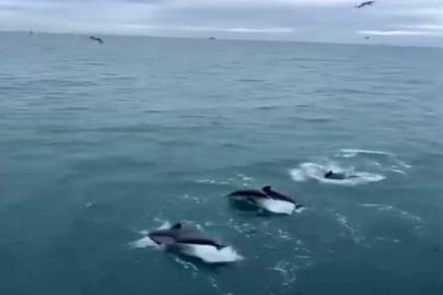 Sinop’ta yunusların balıkçı teknesiyle dansı kamerada