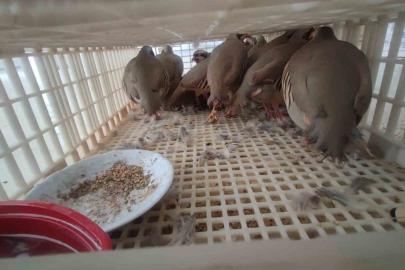 Şırnak’ta 40 adet kanatlı hayvan ele geçirildi