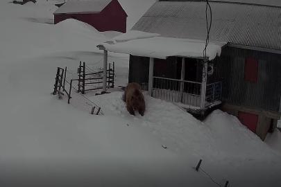 Sis Dağı’nın davetsiz misafiri: Koca ayı evleri mesken tuttu