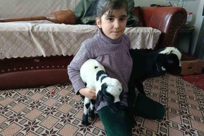 Soğuk hava kuzuları eve taşıdı: Elazığ’da yeni doğan kuzular biberonla besleniyor