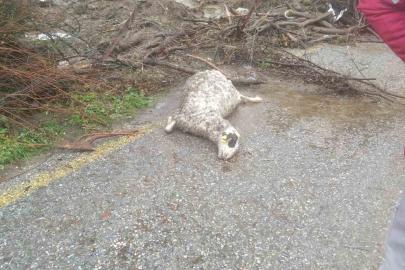 Söke’de sel sularına kapılan 46 küçükbaş hayvan telef oldu