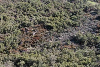 Sosyal medyada paylaşıldı, Tuzla’daki geyikler ilgi odağı oldu