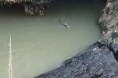 Su samuru balık avlarken görüntülendi