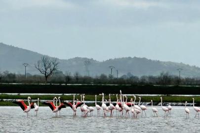 Tarlaları su bastı, flamingolar keyfini sürdü