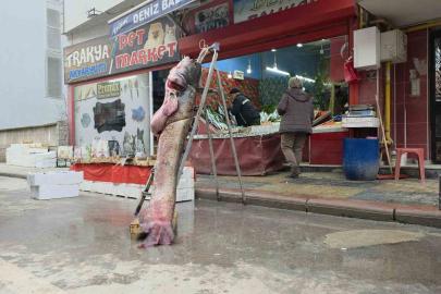 Taşkın dev balığı kıyıya attı: 102 kilo, 2.40 metre