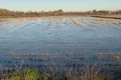 Taşkın sularının kapladığı tarım arazileri buz tuttu