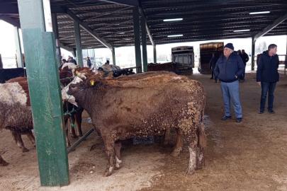 Tavşanlı hayvan pazasında Kurban Bayramı öncesi hareketlilik erken başladı
