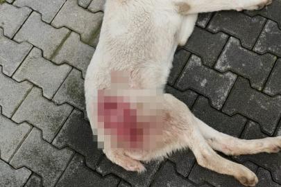 Tavuk kovaladı diye tüfekle vurulan köpek öldü