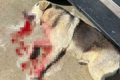 Tavuklarını yiyen köpekleri öldürünce tutuklandı