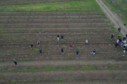 Tekirdağ’da  bağ budama yarışması