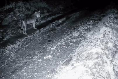 Tekirdağ’da ormanda kurt ve iki karaca görüntülendi