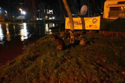 Tunca Nehri taştı: Suyla dolan Sarayiçi güreş alanında köpekler mahsur kaldı