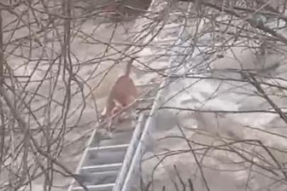 Turgutlu’da derede mahsur kalan köpek kurtarıldı