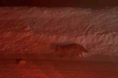 Uludağ yolunda tilki görüntülendi