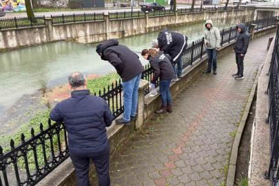 Uludere Çayı’nda binlerce ölü balık bulundu: Ekipler seferber oldu