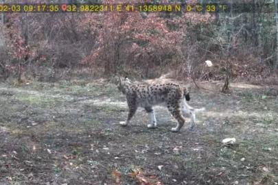 Vaşak ve karaca yavrusu fotokapanla görüntülendi