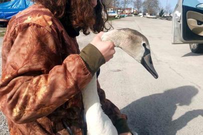 Vatandaşların bulduğu yaralı kuğu tedavi altına alındı