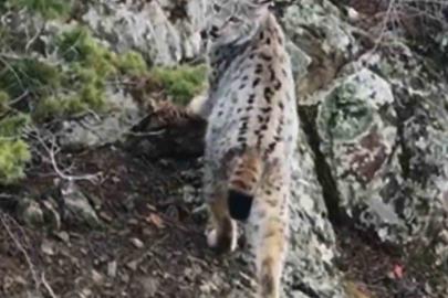 Yaban hayatında nadir görüntü: Artvin’de dağların zirvesinde gebe vaşak kamerada