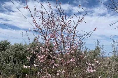 Yalancı bahar aldattı, badem ağaçları çiçek açtı
