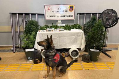 Yalova’da evi uyuşturucu serasına çeviren 2 zanlı tutuklandı