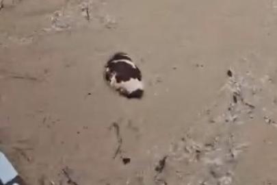 Yatağan’da inek sel sularına kapıldı