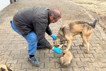 Yemek artıkları mamaya dönüşüyor