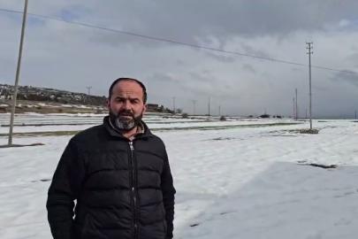 Yerleşim yerine inen kurdun rahat tavırları dikkat çekti