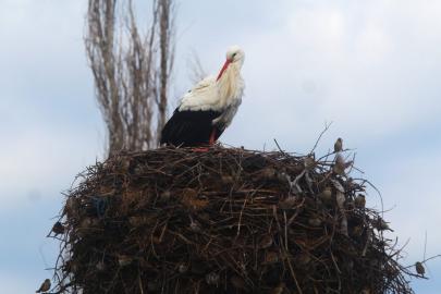 Yılın ilk leylekleri gelmeye başladı, ilk gören 1 çuval unu kaptı