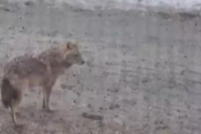 Yiyecek arayan kurt yerleşim yerine indi