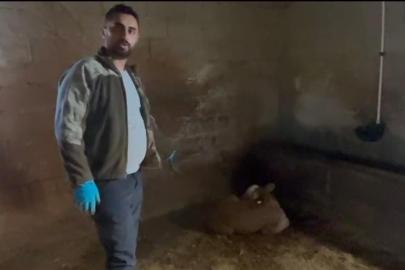 Yozgat’ta ahırlara yıldırım düştü, hayvanlar telef oldu