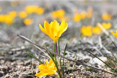 Yozgat’ta bu yıl çiğdemler baharı erkenden müjdeledi