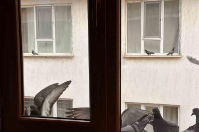 Yürekleri ısıtan davranış: Minik öğrenciden kuşlara ekmek