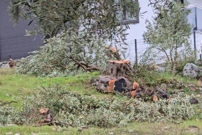 Zeytin ağaçlarını kesen ve görevinden istifa eden CHP’li başkana 36 bin 762 lira para cezası