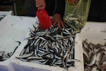 Zonguldak’ta limandan 500 ton hamsi çıktı